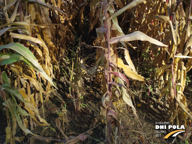 Zdjęcie 3. kukurydzy IDA MGT z Hungaroseed na polu demonstracyjnym w Sielinku 17.10.2023