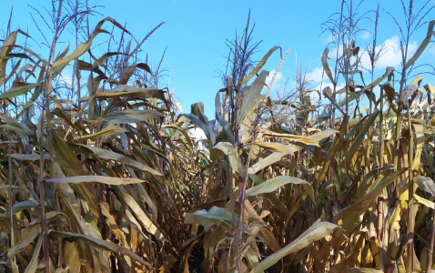 Zdjęcie kukurydzy IDA MGT z Hungaroseed na polu demonstracyjnym w Sielinku 17.10.2023