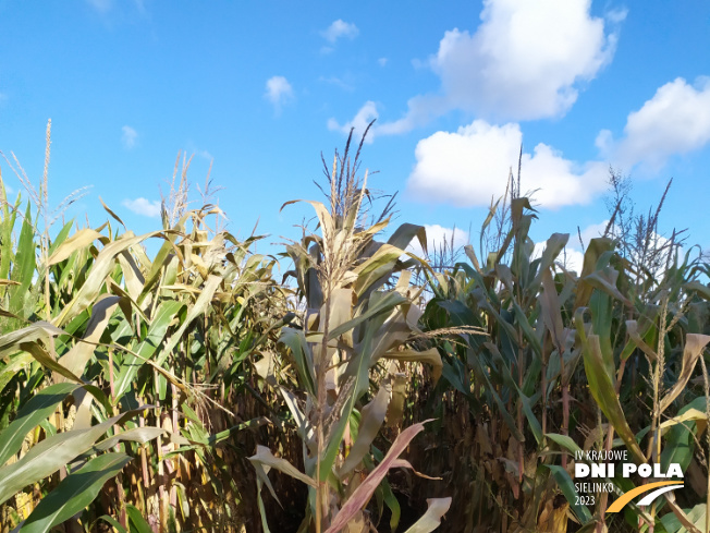 Zdjęcie 1. kukurydzy ZILLE z Hungaroseed na polu demonstracyjnym w Sielinku 17.10.2023