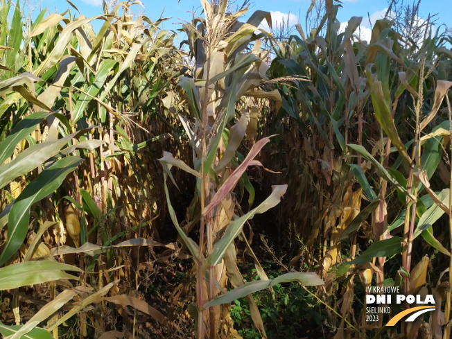 Zdjęcie 2. kukurydzy ZILLE z Hungaroseed na polu demonstracyjnym w Sielinku 17.10.2023
