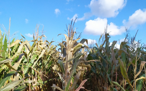 Zdjęcie kukurydzy ZILLE z Hungaroseed na polu demonstracyjnym w Sielinku 17.10.2023