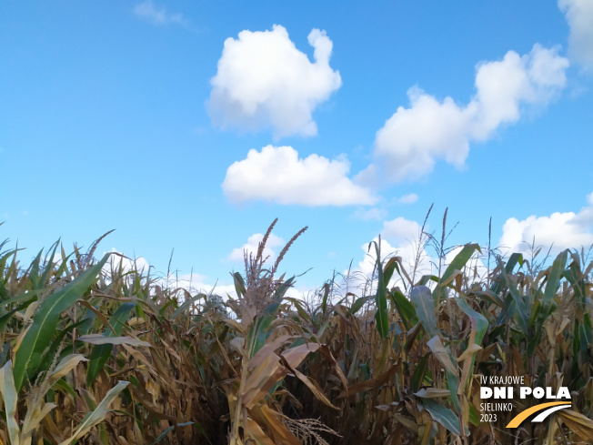 Zdjęcie 1. kukurydzy ZORA LM z Hungaroseed na polu demonstracyjnym w Sielinku 17.10.2023