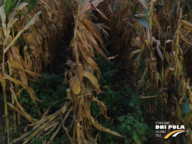 Zdjęcie 3. kukurydzy ZORA LM z Hungaroseed na polu demonstracyjnym w Sielinku 17.10.2023