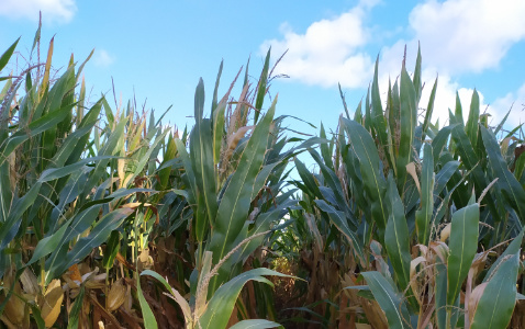 Zdjęcie kukurydzy HARDWARE z IGP Polska na polu demonstracyjnym w Sielinku 17.10.2023