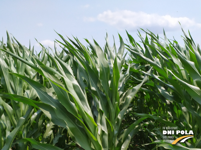 Zdjęcie 1. kukurydzy JAM z IGP Polska na polu demonstracyjnym w Sielinku 04.07.2023