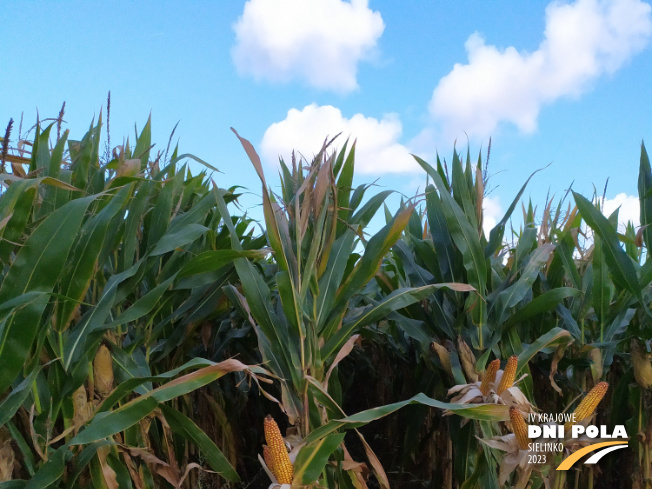 Zdjęcie 1. kukurydzy JAM z IGP Polska na polu demonstracyjnym w Sielinku 17.10.2023