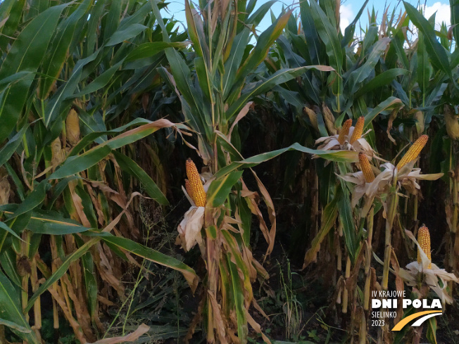 Zdjęcie 2. kukurydzy JAM z IGP Polska na polu demonstracyjnym w Sielinku 17.10.2023