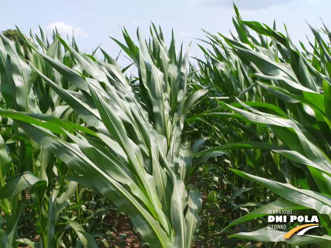 Zdjęcie 1. kukurydzy KOKUNA z IGP Polska na polu demonstracyjnym w Sielinku 04.07.2023