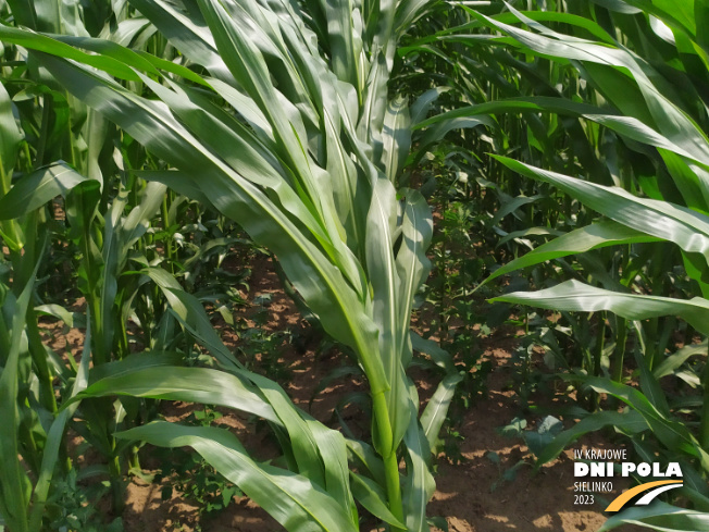 Zdjęcie 2. kukurydzy KOKUNA z IGP Polska na polu demonstracyjnym w Sielinku 04.07.2023