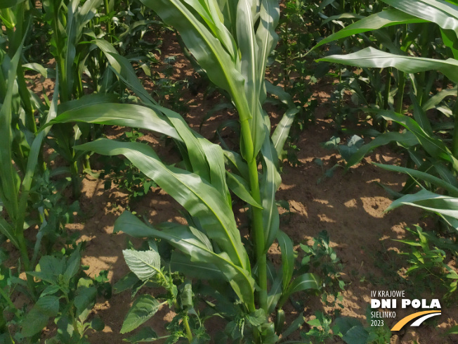 Zdjęcie 3. kukurydzy KOKUNA z IGP Polska na polu demonstracyjnym w Sielinku 04.07.2023