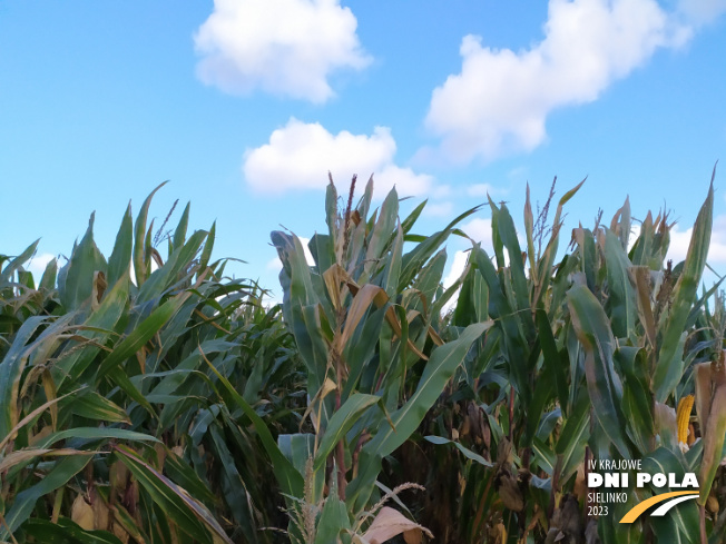 Zdjęcie 1. kukurydzy KOKUNA z IGP Polska na polu demonstracyjnym w Sielinku 17.10.2023