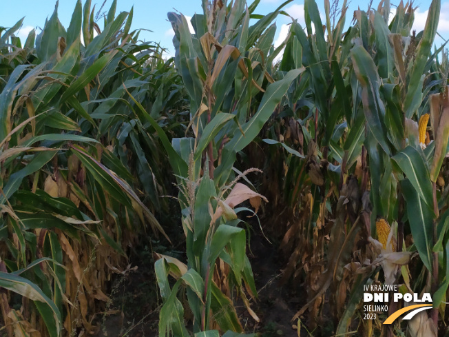 Zdjęcie 2. kukurydzy KOKUNA z IGP Polska na polu demonstracyjnym w Sielinku 17.10.2023