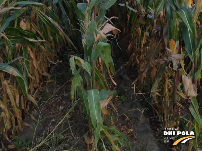 Zdjęcie 3. kukurydzy KOKUNA z IGP Polska na polu demonstracyjnym w Sielinku 17.10.2023