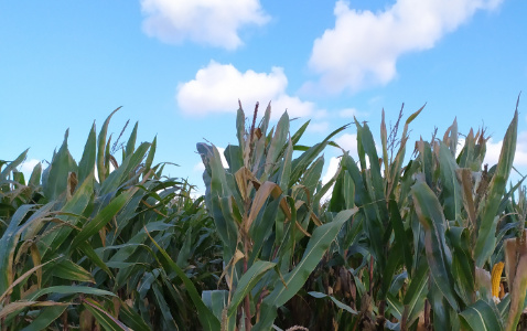 Zdjęcie kukurydzy KOKUNA z IGP Polska na polu demonstracyjnym w Sielinku 17.10.2023