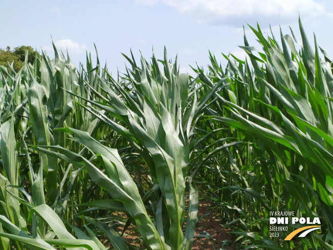 Zdjęcie 1. kukurydzy VULPIX z IGP Polska na polu demonstracyjnym w Sielinku 04.07.2023