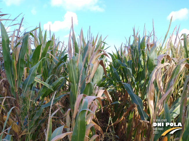 Zdjęcie 1. kukurydzy Vulpix z IGP Polska na polu demonstracyjnym w Sielinku 17.10.2023