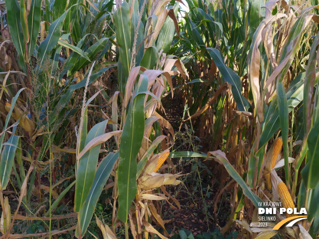 Zdjęcie 2. kukurydzy Vulpix z IGP Polska na polu demonstracyjnym w Sielinku 17.10.2023