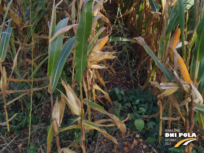 Zdjęcie 3. kukurydzy Vulpix z IGP Polska na polu demonstracyjnym w Sielinku 17.10.2023