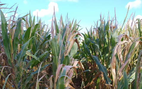 Zdjęcie kukurydzy VULPIX z IGP Polska na polu demonstracyjnym w Sielinku 17.10.2023
