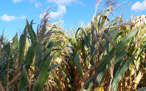 Zdjęcie kukurydzy ES INVENTIVE z LIDEA Seeds na polu demonstracyjnym w Sielinku 17.10.2023