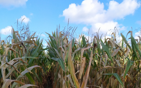 Zdjęcie kukurydzy ES MIDWAY z LIDEA Seeds na polu demonstracyjnym w Sielinku 17.10.2023