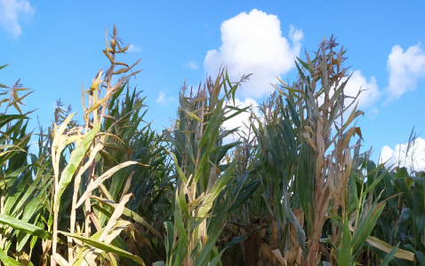 Zdjęcie kukurydzy ES SKYTOWER z LIDEA Seeds na polu demonstracyjnym w Sielinku 17.10.2023