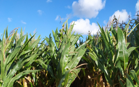 Zdjęcie kukurydzy ESZ21315 z CAUSSADE na polu demonstracyjnym w Sielinku 17.10.2023