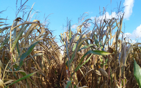 Zdjęcie kukurydzy LID 1015 C z LIDEA Seeds na polu demonstracyjnym w Sielinku 17.10.2023