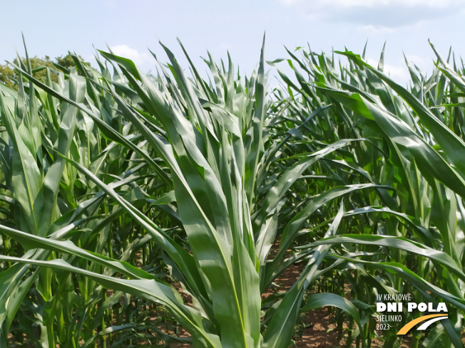 Zdjęcie 1. kukurydzy ERWINGA z IGP Polska na polu demonstracyjnym w Sielinku 04.07.2023