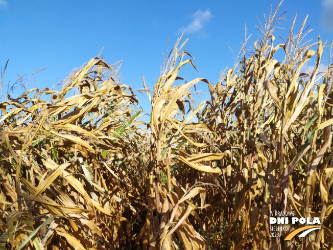 Zdjęcie 1. kukurydzy ERWINGA z IGP Polska na polu demonstracyjnym w Sielinku 17.10.2023
