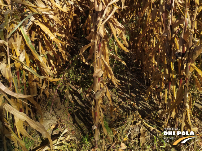 Zdjęcie 3. kukurydzy ERWINGA z IGP Polska na polu demonstracyjnym w Sielinku 17.10.2023