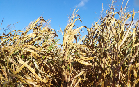 Zdjęcie kukurydzy ERWINGA z IGP Polska na polu demonstracyjnym w Sielinku 17.10.2023