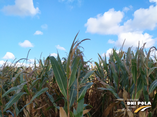 Zdjęcie 1. kukurydzy KADRYL z Małopolskiej Hodowli Roślin na polu demonstracyjnym w Sielinku 17.10.2023
