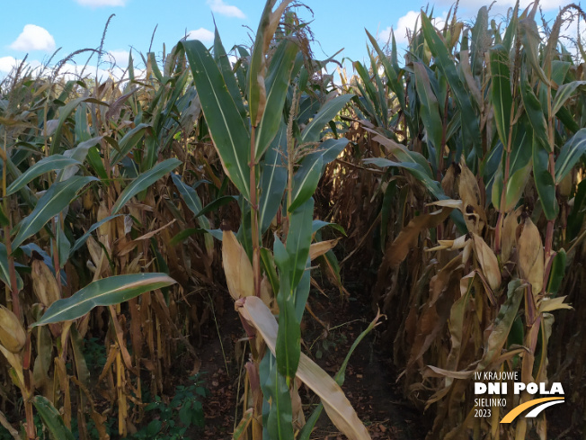 Zdjęcie 2. kukurydzy KADRYL z Małopolskiej Hodowli Roślin na polu demonstracyjnym w Sielinku 17.10.2023