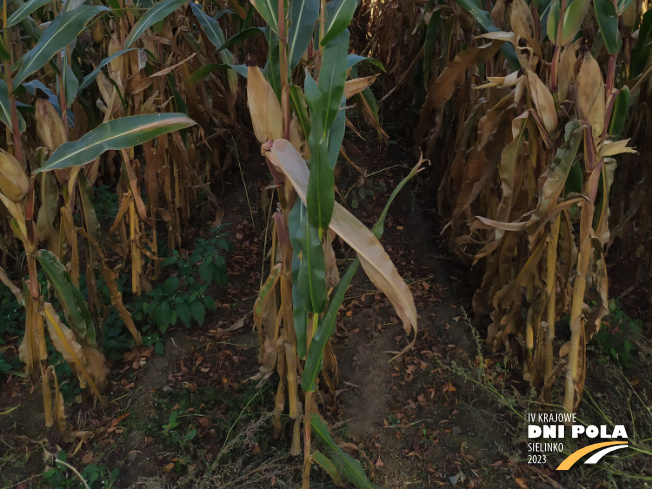 Zdjęcie 3. kukurydzy KADRYL z Małopolskiej Hodowli Roślin na polu demonstracyjnym w Sielinku 17.10.2023