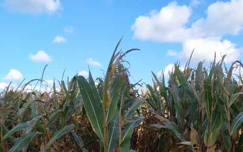 Zdjęcie kukurydzy KADRYL z Małopolskiej Hodowli Roślin na polu demonstracyjnym w Sielinku 17.10.2023