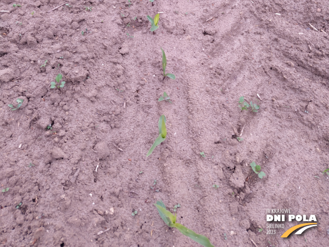 Zdjęcie 3. kukurydzy Kadryl z Małopolskiej Hodowli Roślin na polu demonstracyjnym w Sielinku 19.05.2023