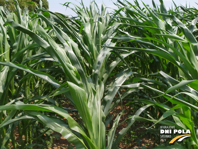 Zdjęcie 1. kukurydzy PARIBUS z Małopolskiej Hodowli Roślin na polu demonstracyjnym w Sielinku 04.07.2023