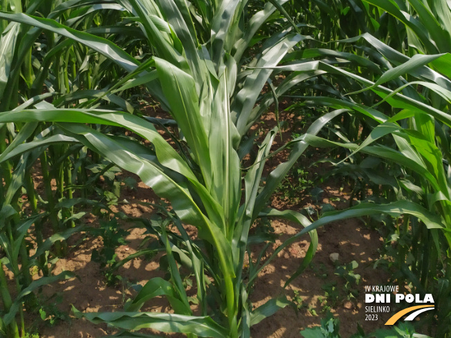 Zdjęcie 2. kukurydzy PARIBUS z Małopolskiej Hodowli Roślin na polu demonstracyjnym w Sielinku 04.07.2023