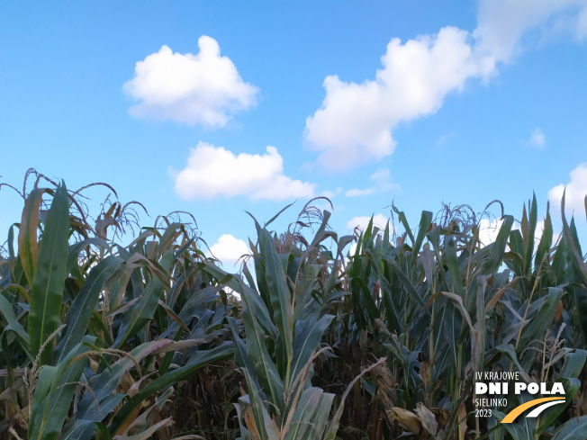 Zdjęcie 1. kukurydzy PARIBUS z Małopolskiej Hodowli Roślin na polu demonstracyjnym w Sielinku 17.10.2023