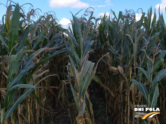 Zdjęcie 2. kukurydzy PARIBUS z Małopolskiej Hodowli Roślin na polu demonstracyjnym w Sielinku 17.10.2023