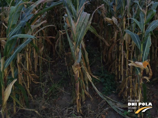 Zdjęcie 3. kukurydzy PARIBUS z Małopolskiej Hodowli Roślin na polu demonstracyjnym w Sielinku 17.10.2023