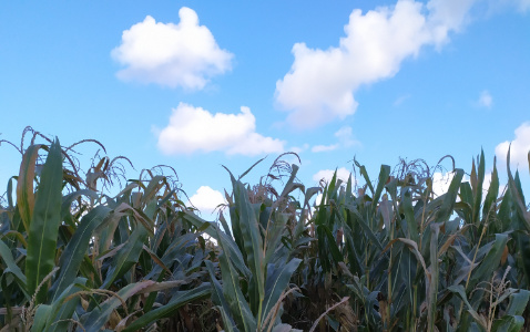 Zdjęcie kukurydzy PARIBUS z Małopolskiej Hodowli Roślin na polu demonstracyjnym w Sielinku 17.10.2023