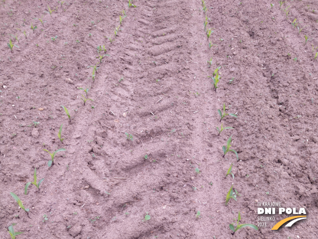 Zdjęcie 1. kukurydzy PUMINGA z Małopolskiej Hodowli Roślin na polu demonstracyjnym w Sielinku 19.05.2023