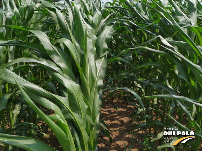 Zdjęcie 2. kukurydzy PUMINGA z OSEVA na polu demonstracyjnym w Sielinku 04.07.2023