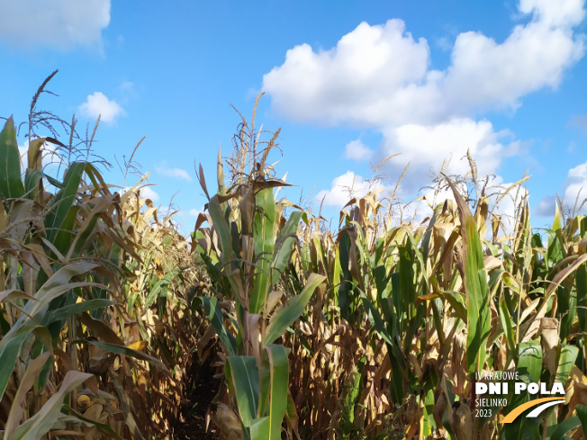 Zdjęcie 1. kukurydzy PUMINGA z OSEVA na polu demonstracyjnym w Sielinku 17.10.2023