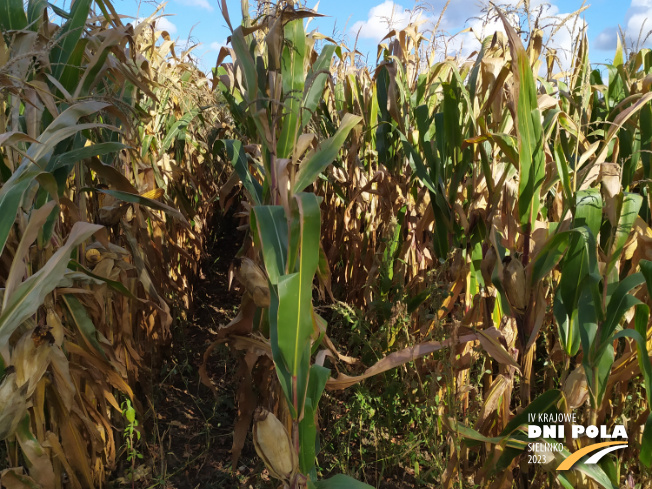 Zdjęcie 2. kukurydzy PUMINGA z OSEVA na polu demonstracyjnym w Sielinku 17.10.2023