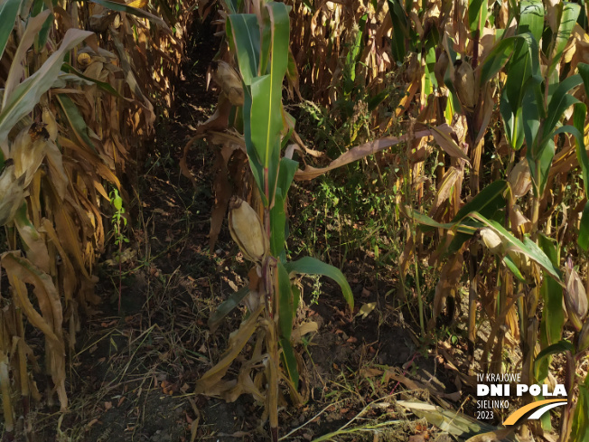 Zdjęcie 3. kukurydzy PUMINGA z OSEVA na polu demonstracyjnym w Sielinku 17.10.2023