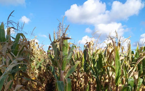 Zdjęcie kukurydzy PUMINGA z OSEVA na polu demonstracyjnym w Sielinku 17.10.2023