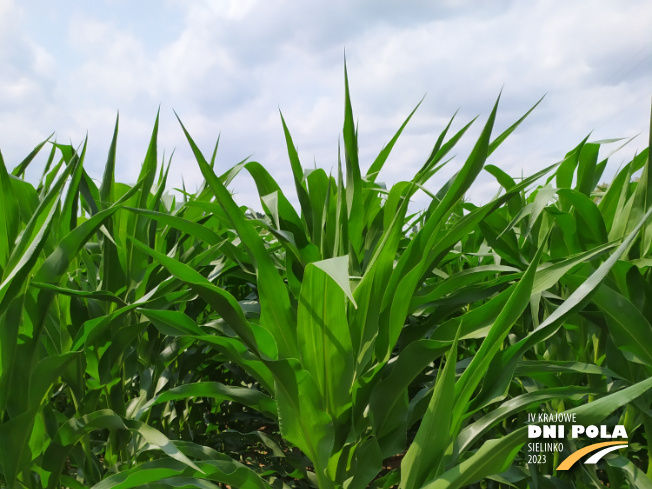Zdjęcie 1. kukurydzy MAS 23.M z MAS Seeds na polu demonstracyjnym w Sielinku 04.07.2023